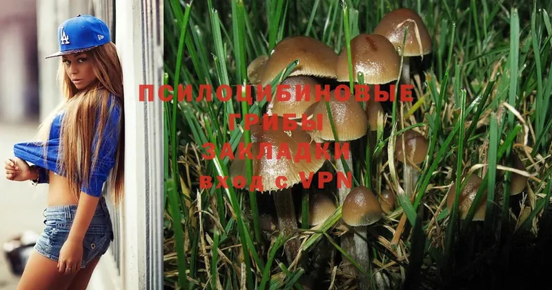 Галлюциногенные грибы Psilocybe  Коммунар 